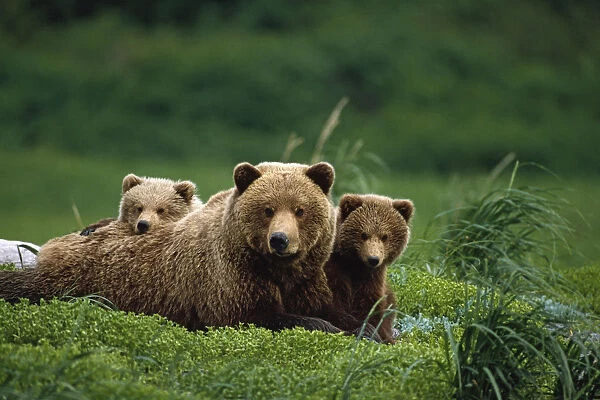  /  Ngrizzly Bear Mother And Cubs Lay In Field Southwest Ak  /  Nsummer