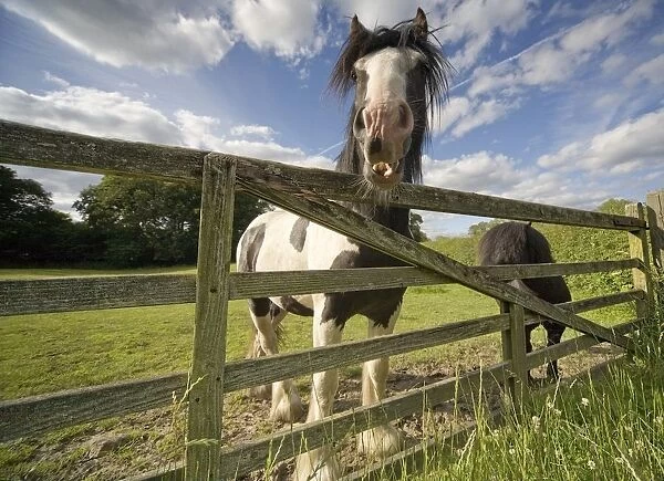 North Yorkshire, England; Horses