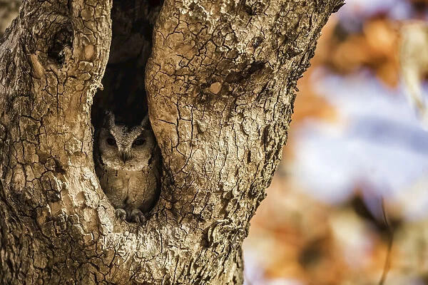 Northern Scops Owl, India