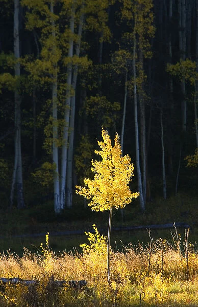 Northwest Colorado, Sunlight Illuminating Single Fall-Colored Aspen Tree