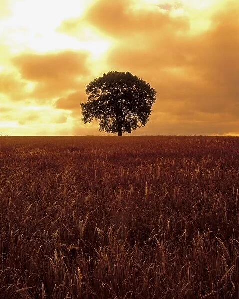 Oak Tree In A Barley Field, Ireland