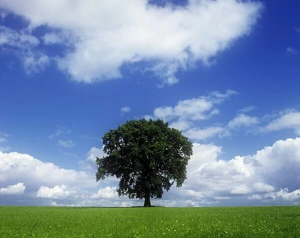 Oak Tree On A Landscape, County Meath, Republic Of Ireland