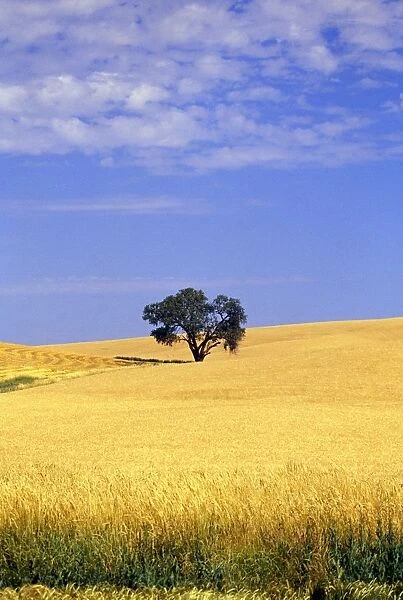 Oak Tree In Wheat Field