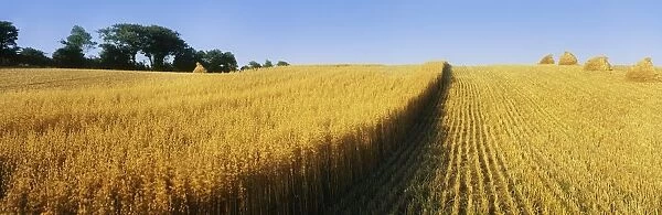 Oat Crops On A Landscape, County Dawn, Northern Ireland