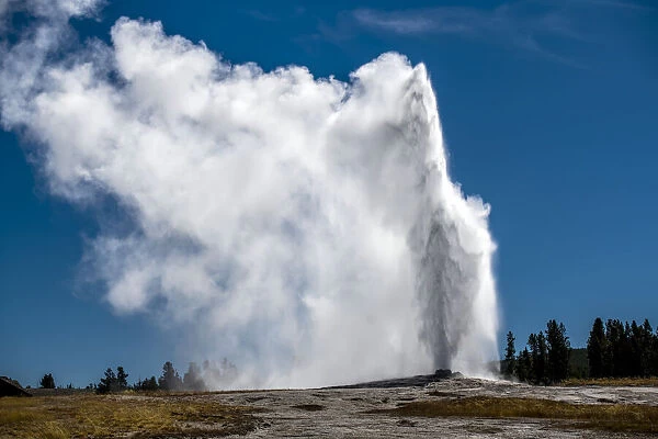 Old Faithful erupting into the air against a blue sky, Yellowstone National Park, Wyoming, USA