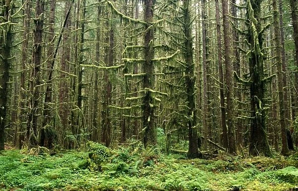 Old Growth Forest In The Hoh Rain Forest At Olympic National Park, Washington, United States Of America