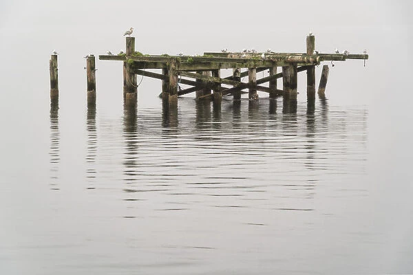Old pier with seagulls