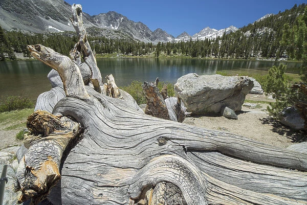 An Old Tree Trunk Lays On The Shores Of An Unnamed Alpine Lake In Californias Sierra Nevada Mountains; California, United States Of America