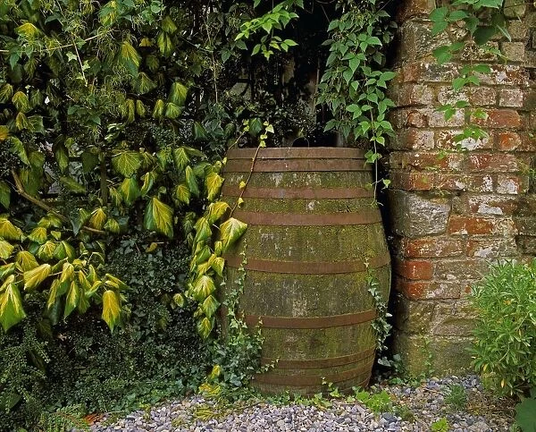 Old Water Butt & Ivy, Ram House Garden, Co Wexford, Ireland