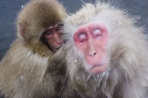 Older Snow Monkey Being Groomed By A Younger Monkey