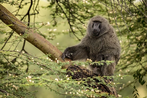 Olive baboon sits on branch eyeing camera