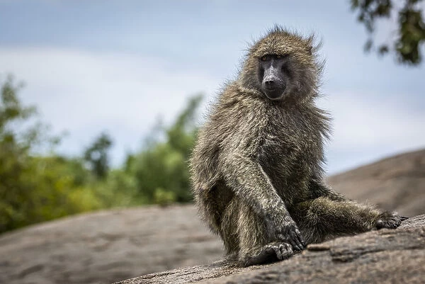 Olive baboon sits on rock turning head