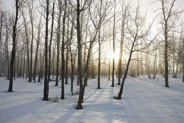 Ontario, Canada; The Sunlight Shining Through The Trees In A Forest In Winter