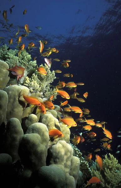 Orange Lyretail Anthies Swarming Over Reef. Red Sea, Egypt. Scuba Diving  /  Underwater