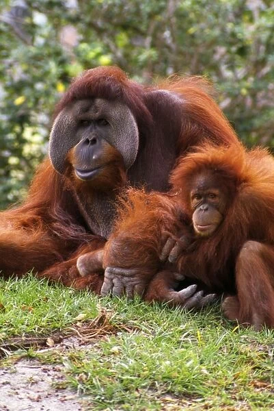 Orangutan Mother And Baby