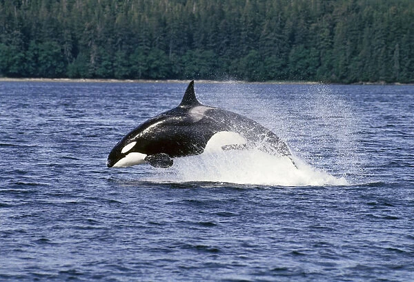 Orca Whale Breaching Cross Sound Inside Passage Se Ak Southeast Alaska Summer