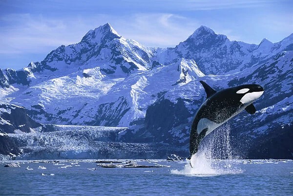 Orca Whale Breaching Glacier Bay Composite Se
