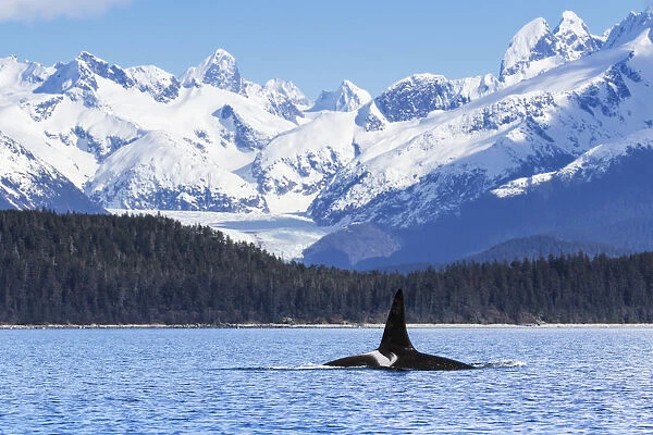 An Orca Whale (Killer Whale) (Orcinus Orca), Male As Indicated By The Height Of Its Dorsal Fin, Surfaces In Lynn Canal, Herbert Glacier, Inside Passage; Alaska, United States Of America