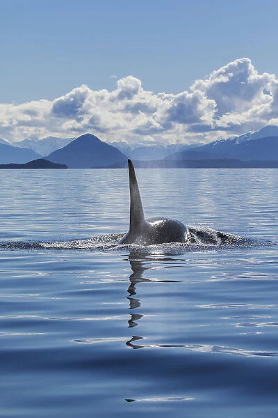 An Orca Whale, Or Killer Whale, (Orcinus Orca) Surfaces Near Juneau In Lynn Canal, Inside Passage; Alaska, United States Of America