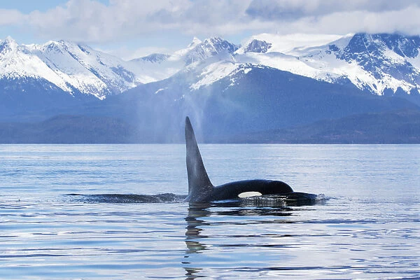 An Orca Whale (Killer Whale) (Orcinus Orca) Surfaces Near Juneau, Lynn Canal, Chilkat Mountains, Inside Passage; Alaska, United States Of America