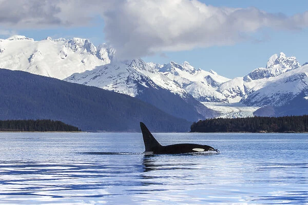 An Orca Whale (Killer Whale) (Orcinus Orca) Surfaces In Lynn Canal, Herbert Glacier, Inside Passage; Alaska, United States Of America