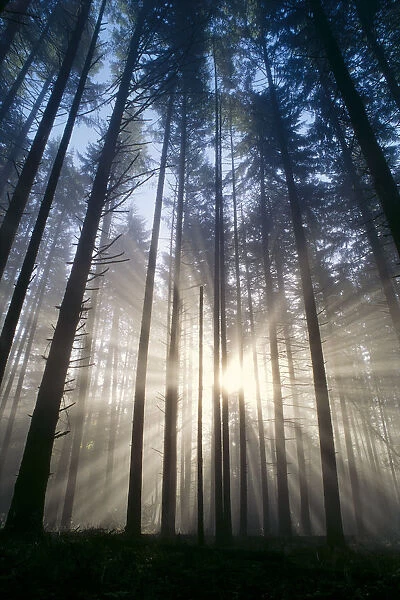 Oregon, Eugene, Spencer Butte Park, Fog, Sunburst, Trees In Forest A25H