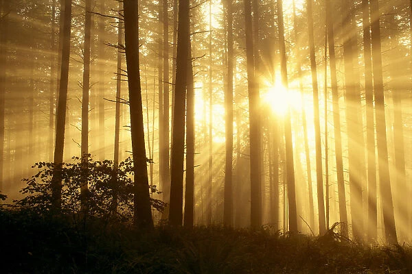 Oregon, Eugene, Spencer Butte Park Sunlight Filters Through Fog, Trees In Forest A24E