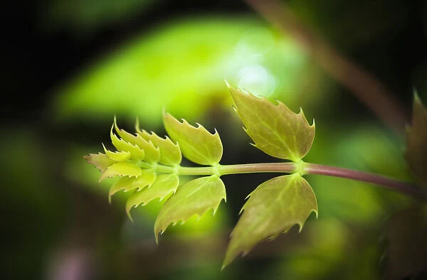 Oregon-Grape (Mahonia Aquifolium) Grows In The Forest; Westport, Oregon, United States Of America