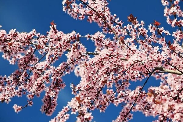 Oregon, United States Of America; Cherry Blossoms On A Tree In Spring
