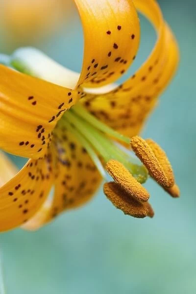 Oregon, United States Of America; A Lily On Mount Hood