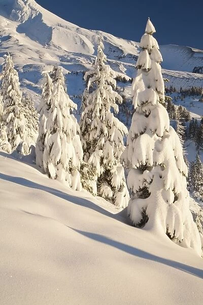 Oregon, United States Of America; Snow Covering A Mountain And Trees In Winter On Mount Hood In The Oregon Cascades