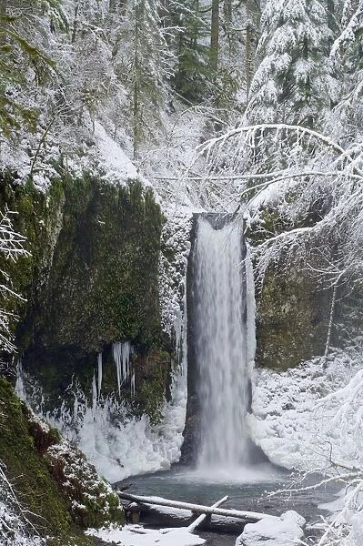 Oregon, United States Of America; Wiesendanger Falls In Winter In The Columbia River Gorge