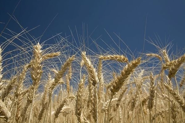 Oregon, Usa; Stalks Of Wheat