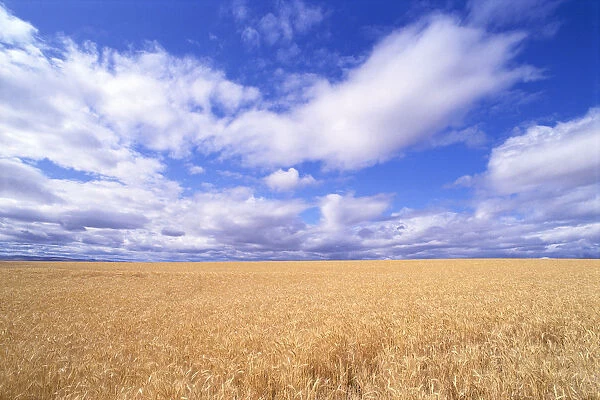 Oregon, View Of Large Wheat Field Against A Blue Sky With Large White Clouds