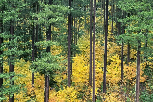 Oregon, Willamette National Forest, Vine Maple And Douglas Fir Trees In Fall, Green And Yellow Colors A24B
