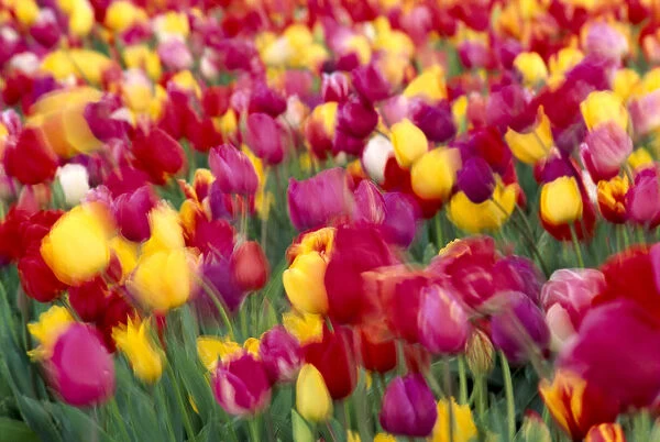 Oregon Willamette Valley, Mount Angel Wooden Shoe Tulip Co, Tulip Flowers Blurred A23C