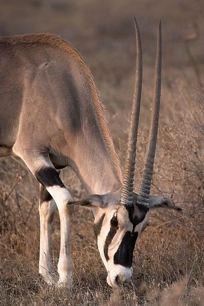 Oryx (Oryx Beisa), Samburu National Reserve, Kenya; Oryx