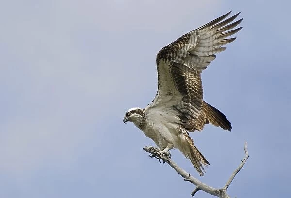 Osprey (Pandion Haliaetus) On A Tree Branch; Calgary, Alberta, Canada