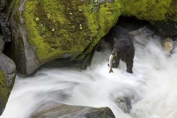 Overhead View Of A Black Bear Catching A Pink Salmon In Anan Creek In Southeast Alaska