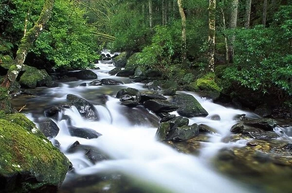 Owengarriff River, Killarney National Park, County Kerry, Ireland; River In Park Woods