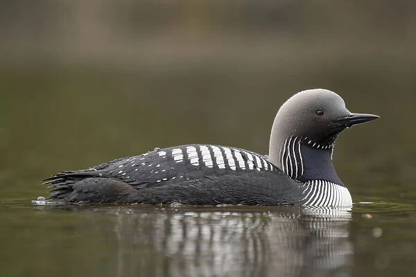 Pacific Loon (Gavia pacifica) swimming on tranquil water; Whitehorse, Yukon, Canada
