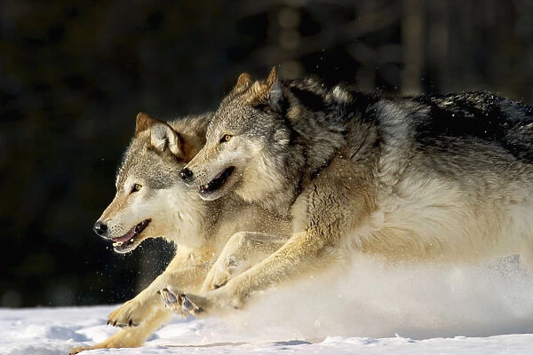Pack Of Grey Wolves Running Through Deep Snow Captive Ak Se Winter Composite