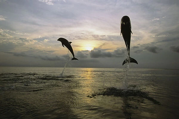 Pair Of Bottle Nose Dolphins Jumping @ Sunset Roatan Honduras Summer Backlit