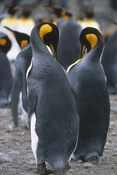 Pair Of King Penguins Among Colony Preening Feathers South Georgia Island Antarctic