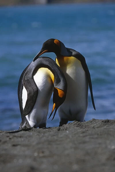 Pair Of King Penguins Preening Each Others Feathers South Georgia Island Antarctic