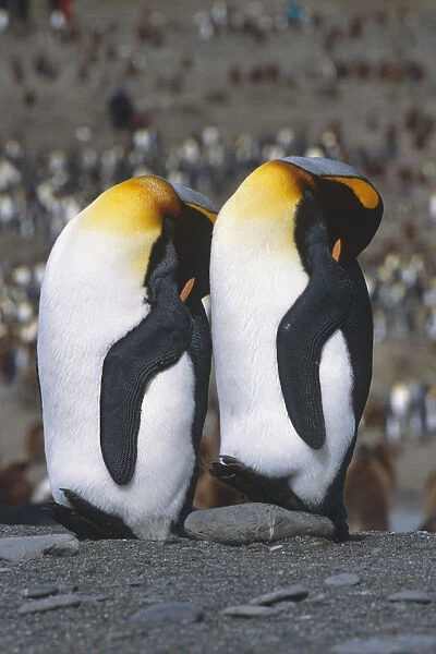 Pair Of King Penguins Sleeping Standing Up Next To Each Other South Georgia Island Antarctic
