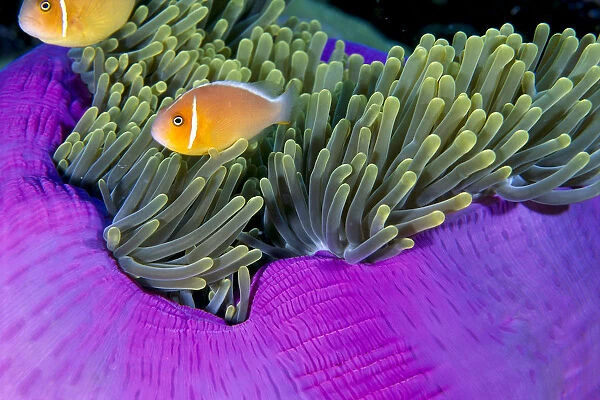 Palau, Anemonefish In Pink Anemone (Amphiprion Perideraion) B1952