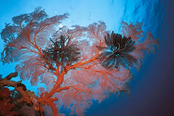 Palau, Sea Fans Feather Stars (Gorgonacea Crinoidea)
