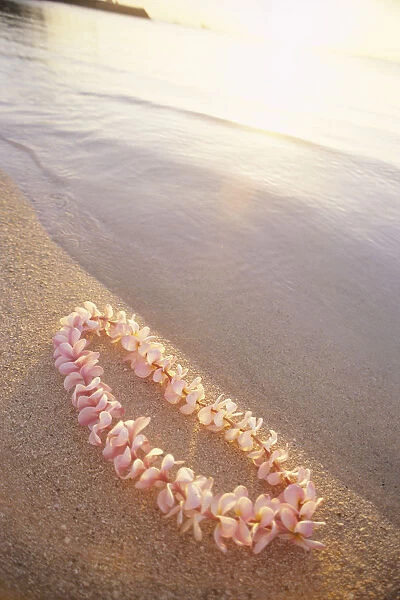 Pale Pink Plumeria Lei Along Shoreline Of Calm Water, Sunset Reflections