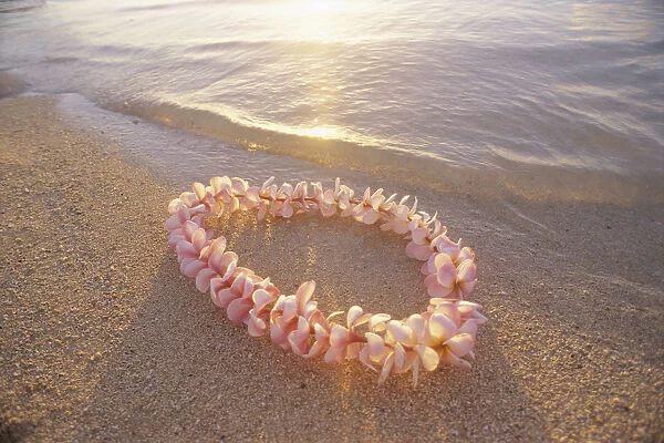 Pale Pink Plumeria Lei In Shoreline Waters With Golden Sunset Reflections